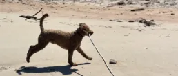 Maison Mer – Hébergement Îles de la Madeleine – 09/02/2026 Chien avec son baton – Îles de la Madeleine