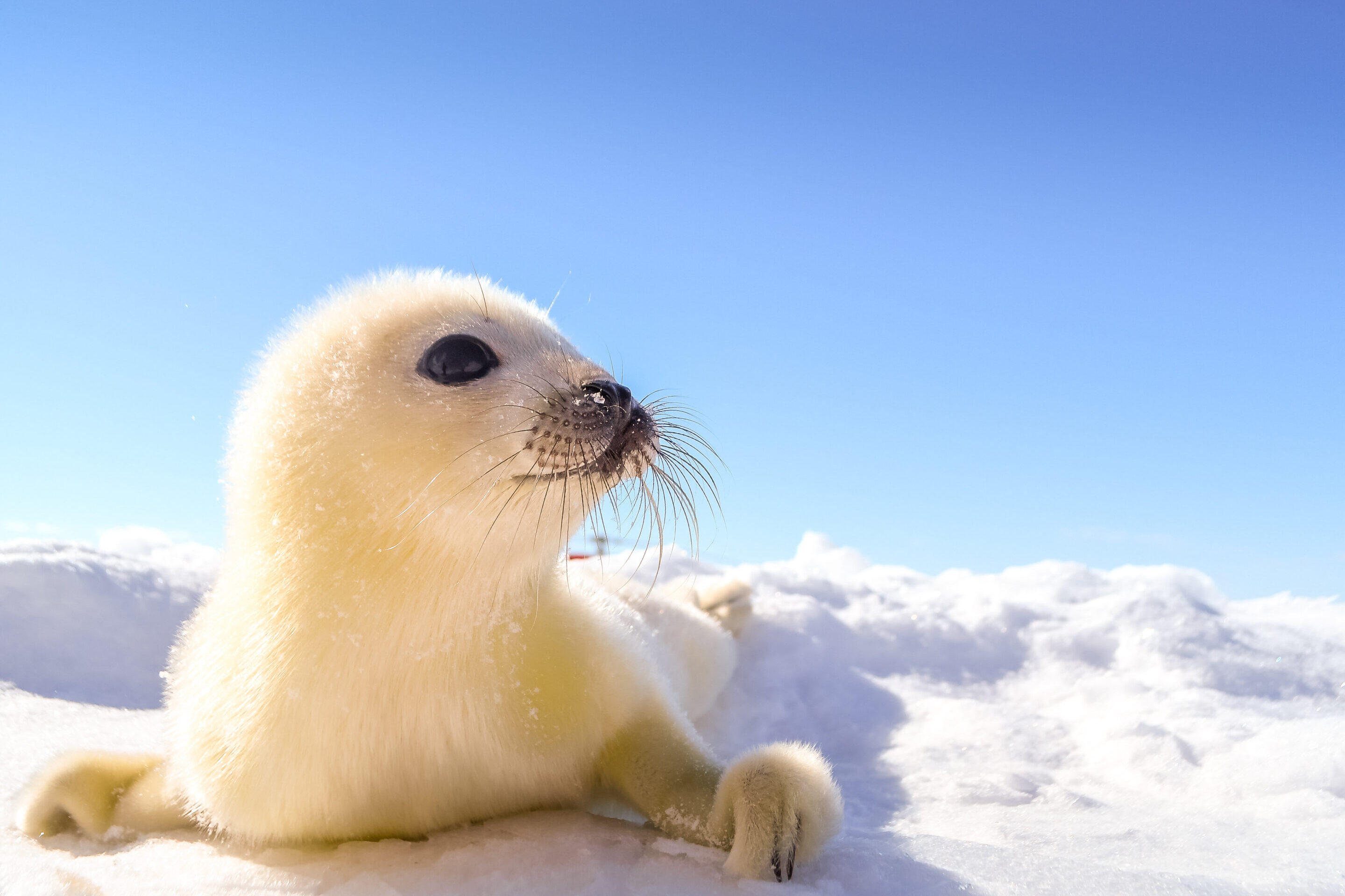 Maison Mer – Hébergement Îles de la Madeleine – 16/01/2026 Maison Mer – Hébergement Îles de la Madeleine – 16/01/2026